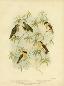 40の斑点を付けられたダイヤモンドバードまたは40の斑点を付けられたPardalote、1891 作： Gracius Broinowski